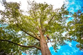 Best Tree Trimming and Pruning  in Marmora, NJ